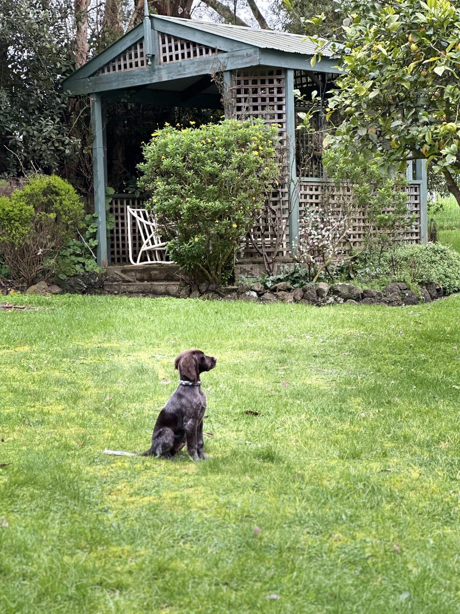 A young pointer puppy sitting on the lawn in a leafy garden